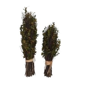 2  Topiary Boxwood Preserved Mix  Plant Bundles